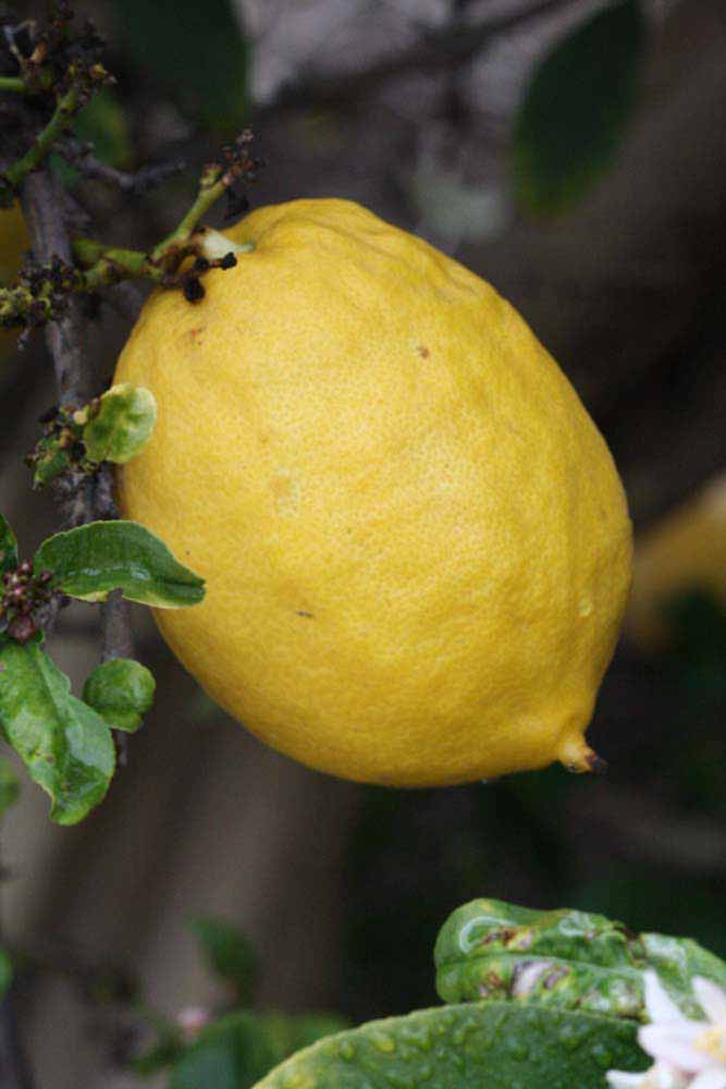            Fruit of  Citrus limonimedica               (Etrog, Riverside, CA)   